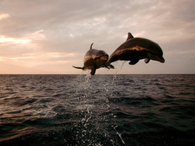Tapeta tapety delfiny (51).jpg