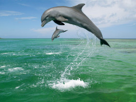 Tapeta tapety delfiny (58).jpg