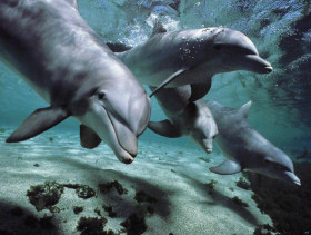 Tapeta tapety delfiny (60).jpg