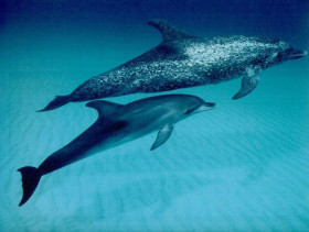 Tapeta tapety delfiny (61).jpg