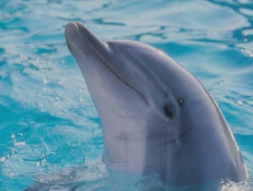 Tapeta tapety delfiny (66).jpg