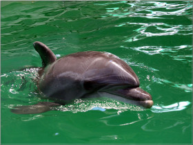 Tapeta tapety delfiny (6).jpg
