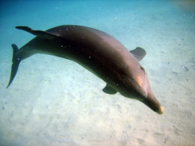 Tapeta tapety delfiny (7).jpg