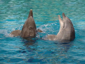 Tapeta tapety delfiny (8).jpg