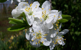 Tapeta Tapety z kwiatami 65