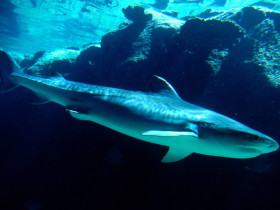 Tapeta Tiger Shark, Bahamas.jpg
