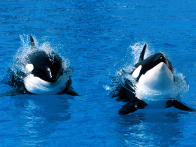 Tapeta Treading Water, Killer Whale.jpg