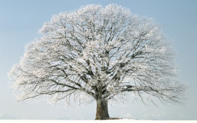 Tapeta Tree_winter_snow_for_windows_vista.jpg