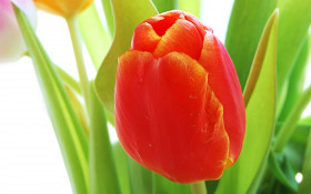 Tapeta Tulipany (20).jpg