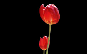 Tapeta Tulipany (23).jpg