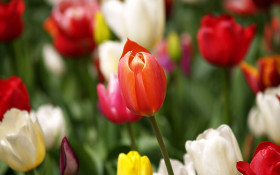 Tapeta Tulipany (38).jpg
