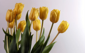 Tapeta Tulipany (3).jpg