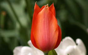 Tapeta Tulipany (40).jpg