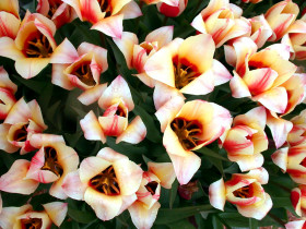 Tapeta Tulipany (47).jpg