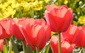 Tapeta Tulipany (4).jpg