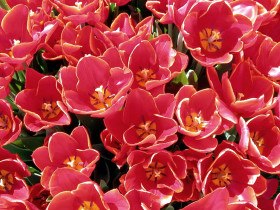 Tapeta Tulipany (50).jpg
