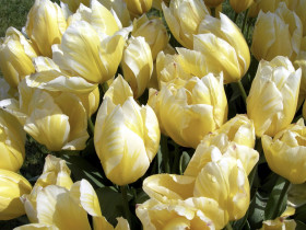 Tapeta Tulipany (51).jpg