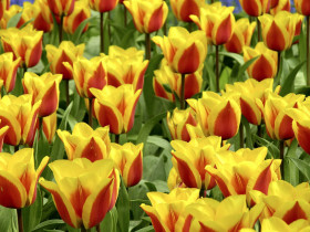 Tapeta Tulipany (53).jpg