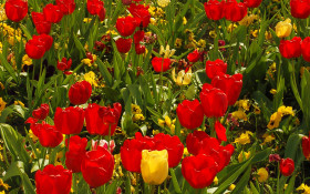 Tapeta Tulipany (5).jpg