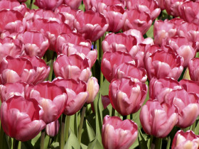 Tapeta Tulipany (60).jpg