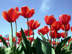 Tapeta Tulipany (68).jpg
