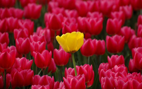 Tapeta Tulipany (6).jpg