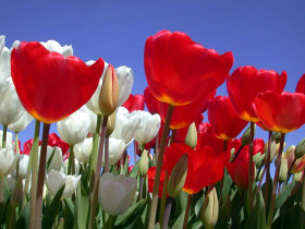 Tapeta Tulipany (70).jpg