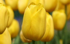 Tapeta Tulipany (8).jpg