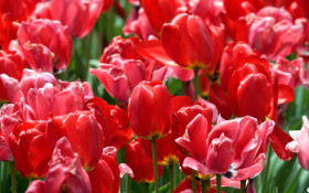 Tapeta Tulipany (9).jpg