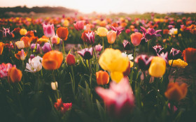 Tapeta Tulipany w ogrodzie