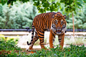 Tapeta Tygrys sumatrzański