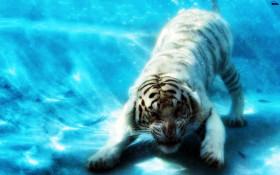 Tapeta tygrys w morzu