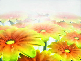 Tapeta Vista_Desktop_flower_themes.jpg