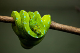 Tapeta Wąż zielony w niebieskie plamy