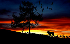 Tapeta Wędrówka wilka o zachodzie słońca
