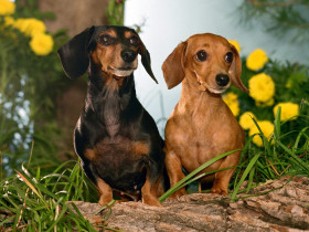 Tapeta Winston and Maggie, Dachshunds.jpg