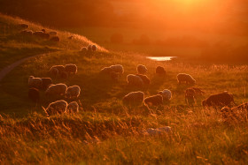 Tapeta Wypas owiec o zachodzie słońca