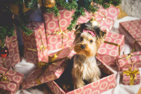 Tapeta Yorkshire Terrier w prezencie na Święta
