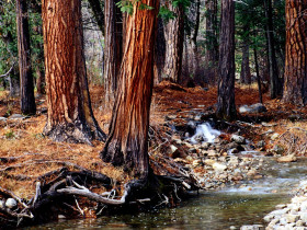 Tapeta Yosemite Creek Cedars, California.jpg