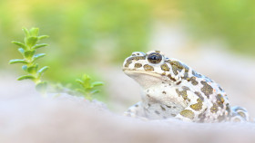 Tapeta żaba (1)