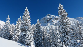 Tapeta Zima, Drzewa, Śnieg