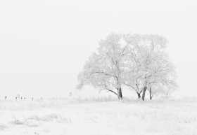 Tapeta Zima, ośnieżone drzewa i pola