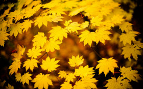 Tapeta Złota jesień na liściach
