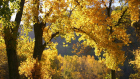 Tapeta Złote liście drzew