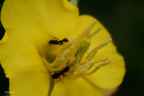 Tapeta Żółty kwiat