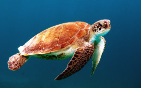 Tapeta Żółw morski pływa w ocenie